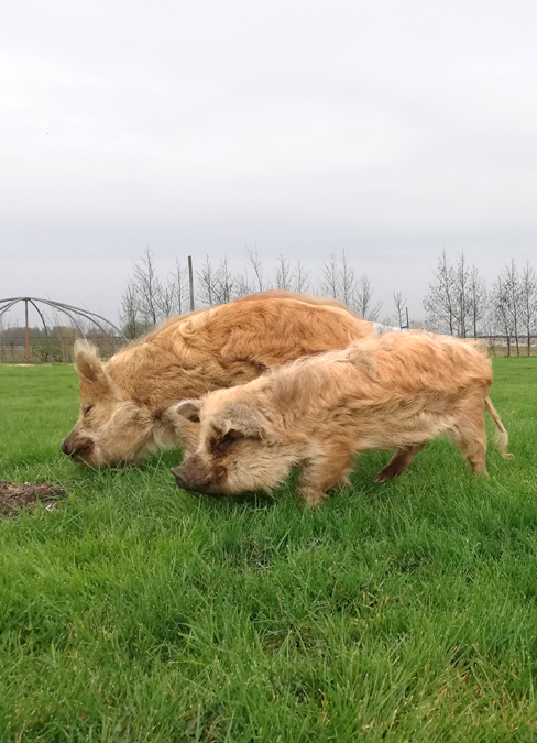 Als je ons erf komt oprijden zie je direct onze moestuin. Samen delen we de passie voor de moestuin, een hobby die ons verbindt met de natuur.