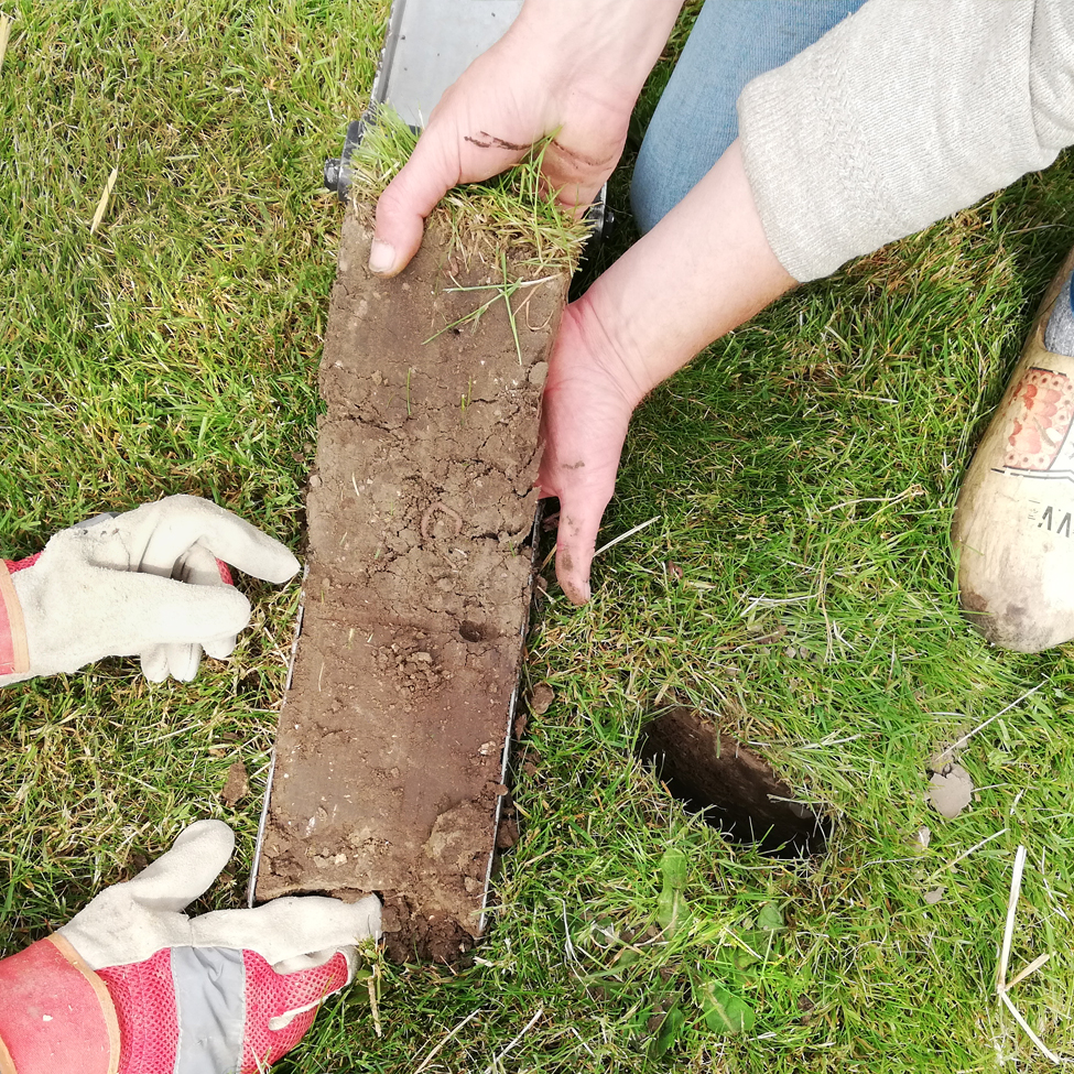 Advies Johan Voragen Kavel E12 adviseur in de regeneratieve landbouw bodemleven